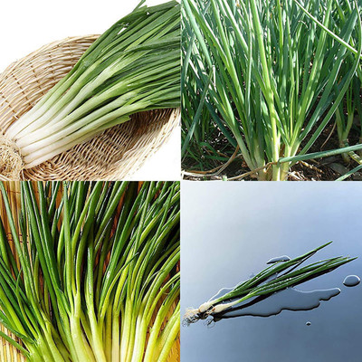 CYBEXIS Seasoning Shallot Green Onion Seeds4000 Seeds Seed(4000 per packet)