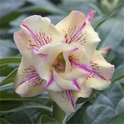 Qualtivate VXI-6 Adenium Obesum Seed Non-GMO Seed(30 per packet)