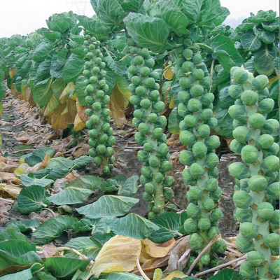 WILLVINE NKR -XIII F1 Hybrid Brussel Sprouts [5g] Seed(1500 per packet)