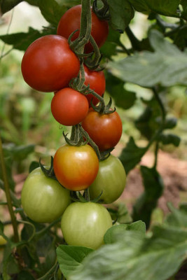 Wellspring tomato Seed(100 per packet)