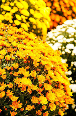 saheli marigold/gende ka phool flower seeds Seed(75 per packet)
