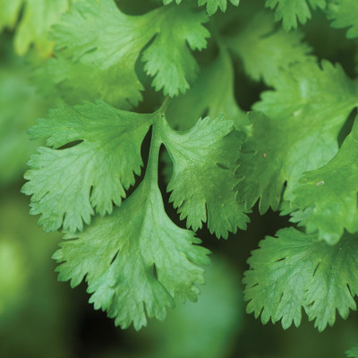 Quentova Coriander-3C-SNIG Seed(300 per packet)