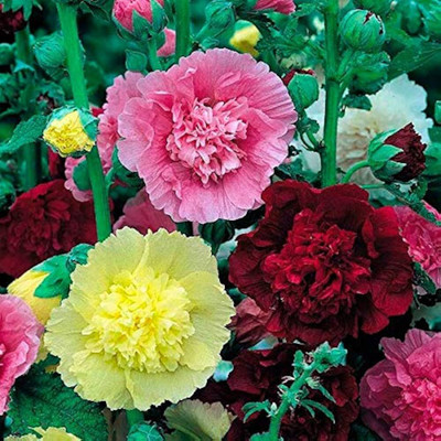 LIFELEX Hollyhock Mix Colour Seed(15 per packet)