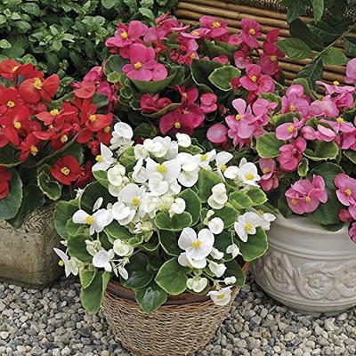 CYBEXIS VXI-2 - BEGONIA SEMPERFLORENS MIXED FLOWER - (270 Seeds) Seed(270 per packet)