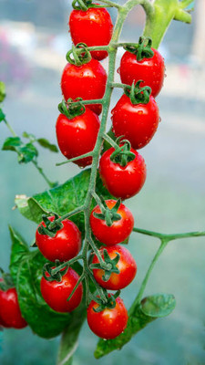 Sankat Mochan Ayurveda tomato Seed(135 per packet)