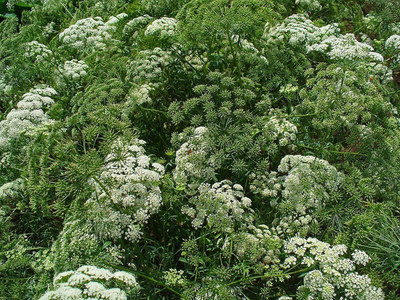 Qualtivate HYB-7A Queen Anne's Lace - Wild Carrot Seed(50 per packet)
