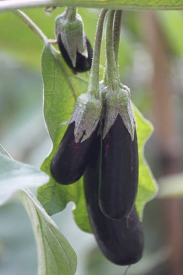 Kodali Hybrid F1 Brinjal Seeds Pack Of 79 Seed(79 per packet)