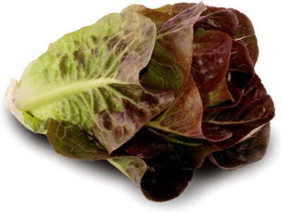 Qualtivate HXL-7AT Red Deer Tongue Leaf Lettuce Seeds Seed(300 per packet)
