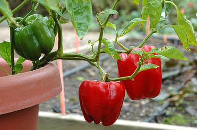 ibains Capsicum seed Seed(116 per packet)