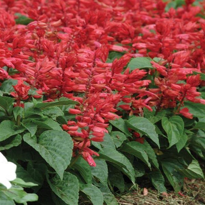 Quentova Salvia Red-AHS-3S Seed(75 per packet)