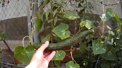 Qualtivate PUA-4A Cucumber Chinese Long for Salads Seed(300 per packet)