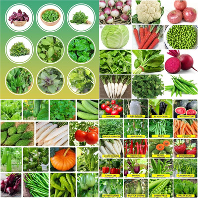 ibains Summer vegetable seeds biij 201 Seed(201 per packet)