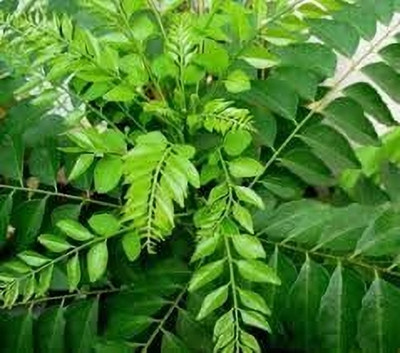 LPR KARRI PATTA Seed(20 per packet)