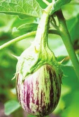 MAA Brinjal Green round, Brinjal, Eggplant Seed(300 per packet)