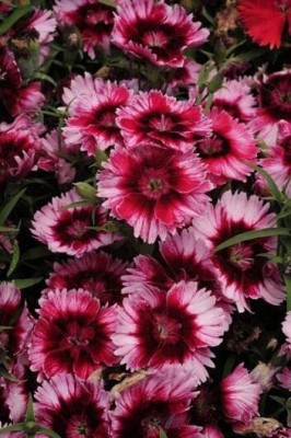 Aywal Sweet william flower Seed(120 per packet)