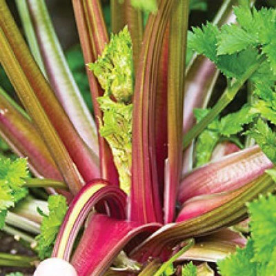 CYBEXIS VXI-36 - Rare Red Celery - (750 Seeds) Seed(750 per packet)