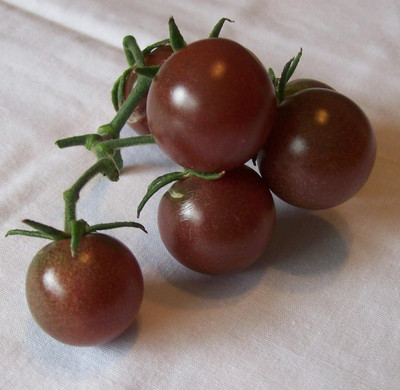 KNESSiN Open-Pollinated Black Cherry Tomato Seeds for Kitchen Gardening - (400 Seeds) Seed(400 per packet)
