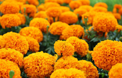 ALPINE HYBRID SEEDS marigold/gende ka phool flower seeds Seed(50 per packet)