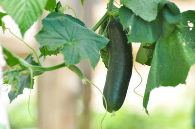 AFARTIOBINA 58 PCS CUCUMBER SEEDS Seed(58 per packet)