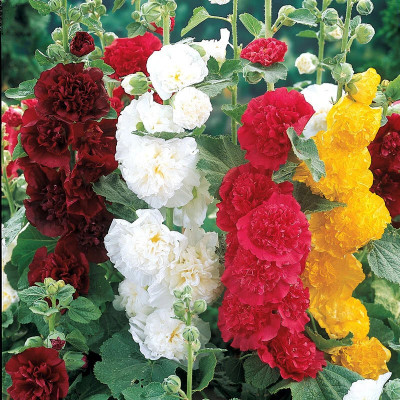 the green dotcom hollyhock flower seeds 26 Seed(26 per packet)