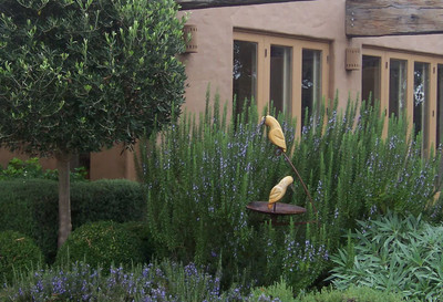 CYBEXIS VXI-87 - Rosemary Tuscan Blue - (2250 Seeds) Seed(2250 per packet)