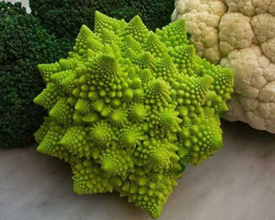 WILLVINE GBPUT-607 BROCCOLI ROMANESCO SEEDS Seed(200 per packet)
