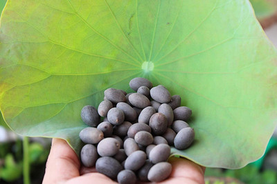 CRGO LOTUS , KAMAL Seed(20 per packet)