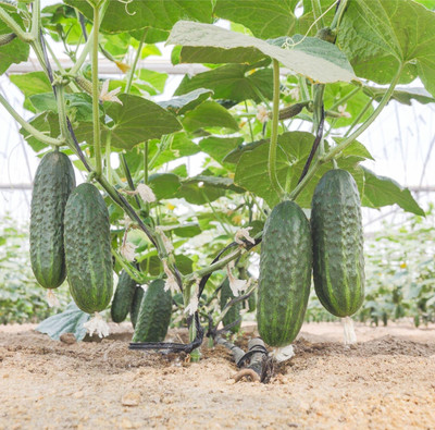 N.G.M. AGROCARE Cucumber F1 Hybrid Seed(25 per packet)