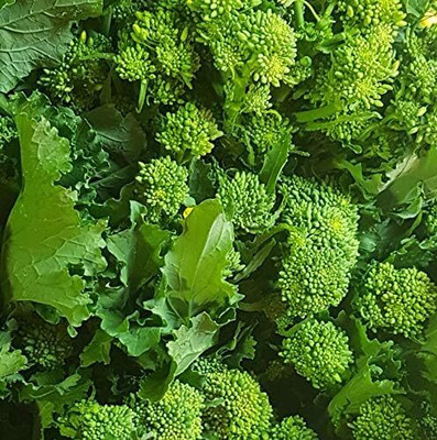 Qualtivate NBIR-469 Broccoli Raab Seeds Seed(200 per packet)