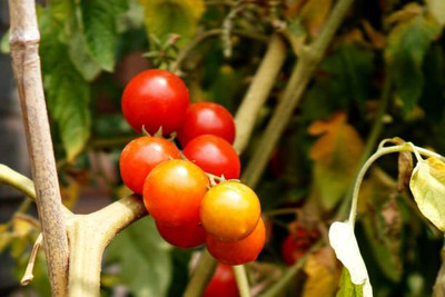 ZENISO tomato Seed(145 per packet)