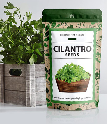 CYBEXIS NBIR-59 - Cilantro 'Santo' Coriandrum sativum - (2250 Seeds) Seed(2250 per packet)