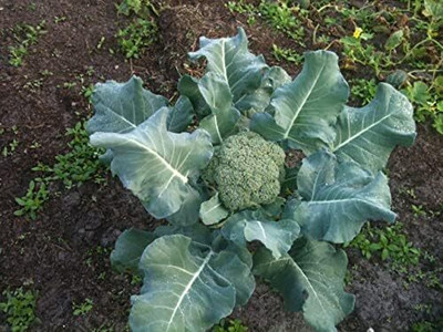 WILLVINE SCI -XII Calabrese Broccoli Vegetable Seeds [25g] Seed(7500 per packet)