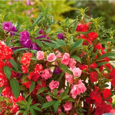Aywal Balsam Multicolor Flower Seed(70 per packet)