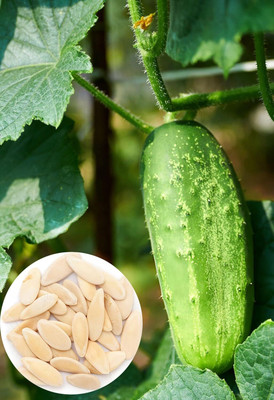 LPR CUCUMBER ,KHIRA Seed(20 per packet)