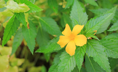 RAIYARAJ kanakambaram-firecracker-crossandra Seed(37 per packet)