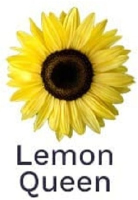 Qualtivate RES-4A Lemon Queen Sunflower Seed(200 per packet)