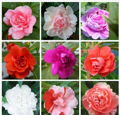 SEMINA VITA ™ dopati|balsam flower seeds Seed(48 per packet)