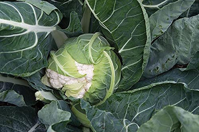 Aywal Cauliflower good quality Seed(125 per packet)