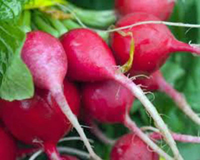 CYBEXIS LXI-5 - Champion Radish - (2250 Seeds) Seed(2250 per packet)