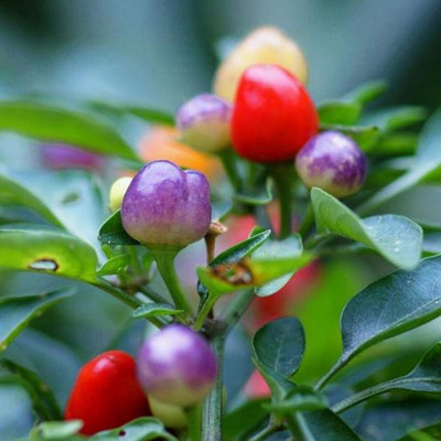 KNESSiN MIX Chilli Seed(1250 per packet)