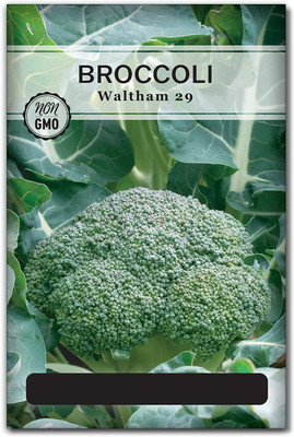 Qualtivate ICRA-8A Broccoli (Green) Seed(300 per packet)