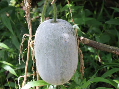 BDSresolve Ash gourd seeds for farming PACK OF 23 Seed(23 per packet)