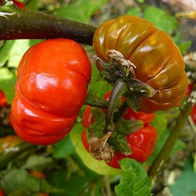 Qualtivate PUA-7A Pumpkin On A Stick Brinjal Seeds Seed(300 per packet)