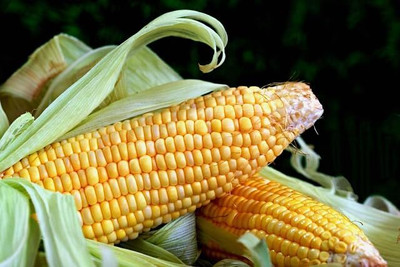 LPR SWEET CORN Seed(50 per packet)