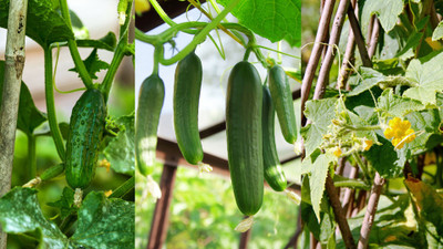 Arshiayat Desi Cucumber Seeds, F1 Hybrid Variety Khira Seeds For Home Gardening Seed(25 per packet)