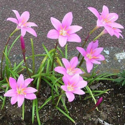 VibeX LX-30 - Pink Rain Lily ( Zephyranthes ) - (180 Seeds) Seed(180 per packet)