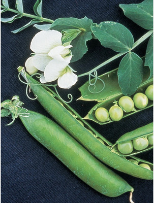 Cloud Farm Green Matar Peas Seed(800 per packet)