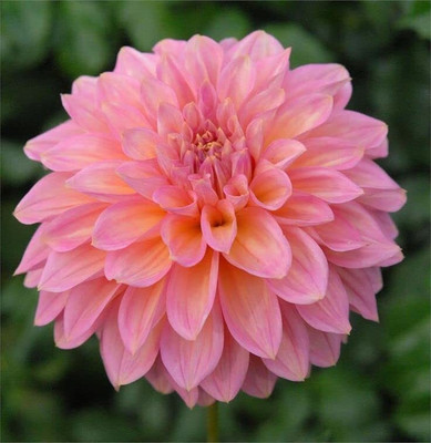 Aywal Dahlia Hybrid Flower Seed(50 per packet)