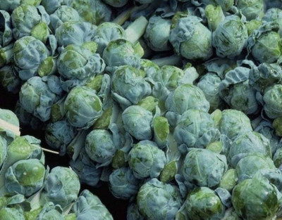 WILLVINE MEH -III Catskill Brussel Sprout Seeds [2.5g] Seed(750 per packet)