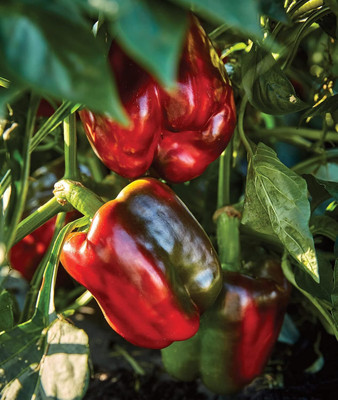 KNESSiN Heat Tolerant Large Red Capsicum Seeds for Home Gardening-(400 Seeds) Seed(400 per packet)